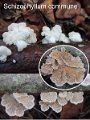 Schizophyllum commune-amf1761